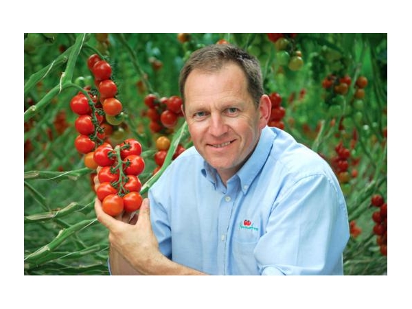 Thanks to LED lighting, English tomatoes keep their normal production in winter